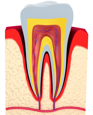 endodonzia 2